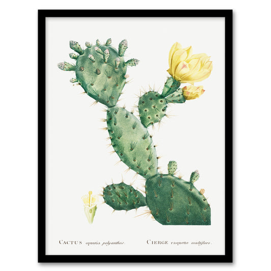 Pierre Joseph Redoute Framed Wall Art Print Opuntia Polyanthos Cactus Home Décor