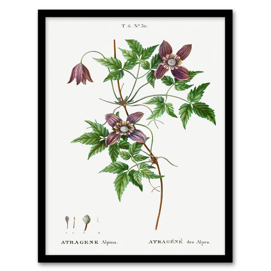 Pierre Joseph Redoute Framed Wall Art Print Alpine Clematis Flower Home Décor