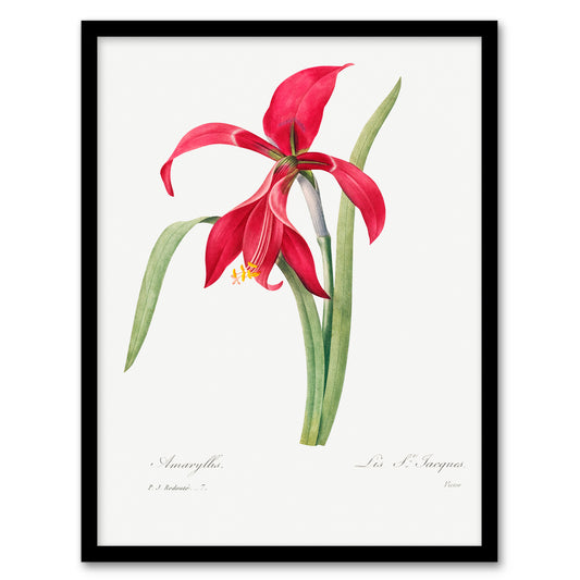Pierre Joseph Redoute Framed Wall Art Amaryllis Flower Vintage Floral Home Décor