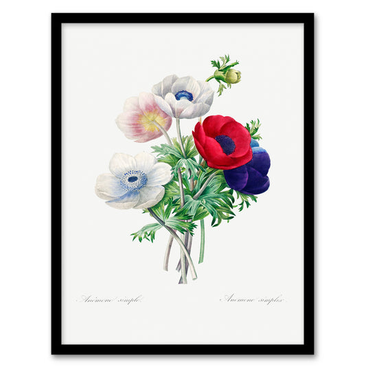 Pierre J Redoute Framed Wall Art Anemone Flowers Vintage Botanical Home Décor