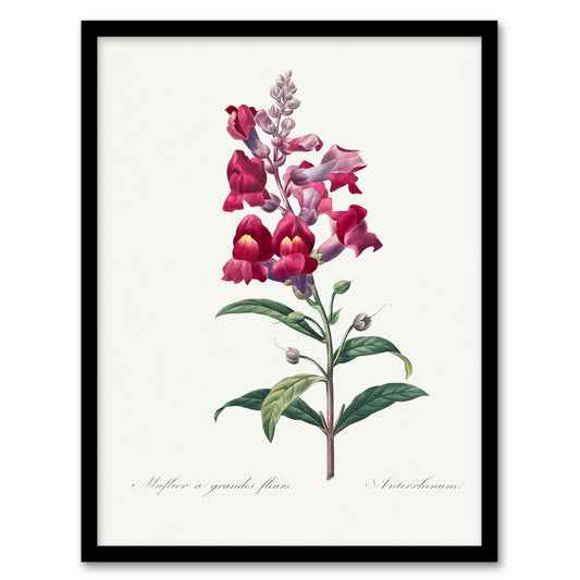 Pierre Joseph Redoute Framed Wall Art Antirrhinum Dragon Flowers Home Décor