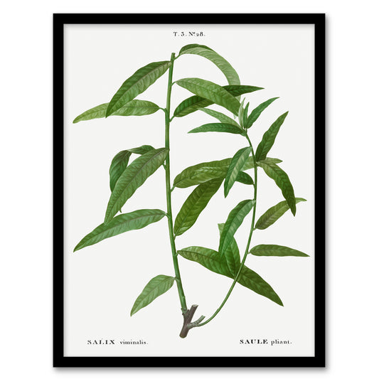 Pierre J Redoute Framed Wall Art Basket Willow Vintage Botanical Home Décor