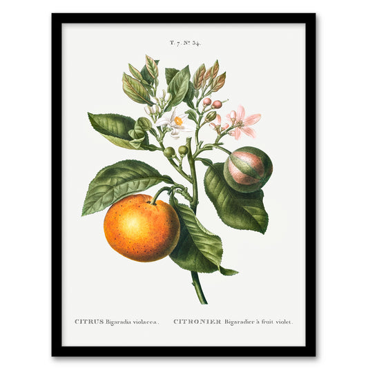 Pierre J Redoute Framed Wall Art Bitter Orange Vintage Botanical Home Décor
