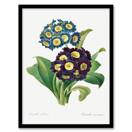 Pierre Joseph Redoute Framed Wall Art Vintage Floral Primula Auricula Home Décor