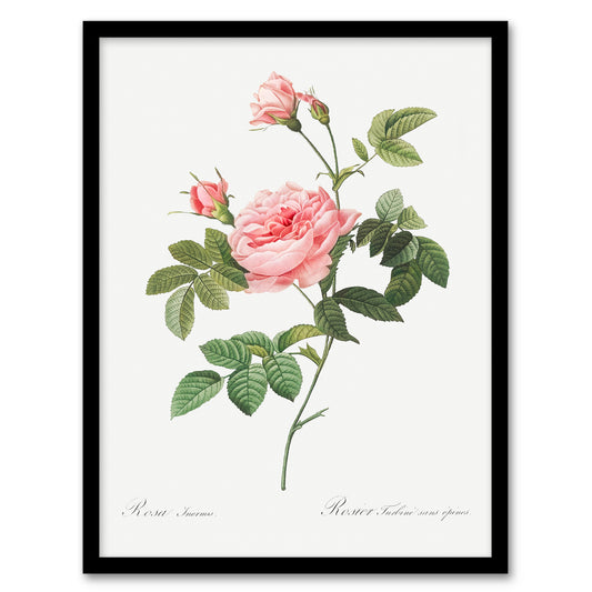 Pierre Joseph Redoute Framed Wall Art Boursault Rose Vintage Floral Home Décor
