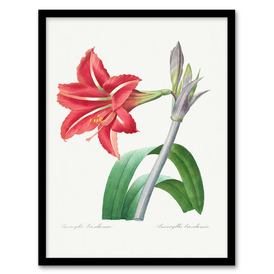 Pierre Joseph Redoute Framed Wall Art Brazilian Amaryllis Flower Home Décor