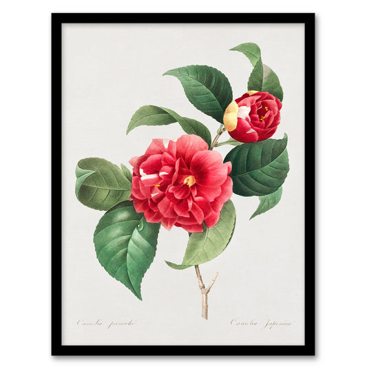 Pierre J Redoute Framed Wall Art Camelia Vintage Floral Illustration Home Décor
