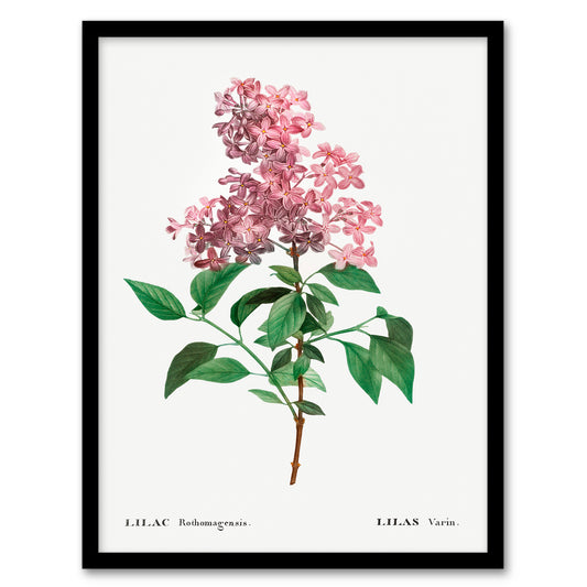 Redoute Framed Wall Art Chinese Lilac Vintage Floral Illustration Home Décor