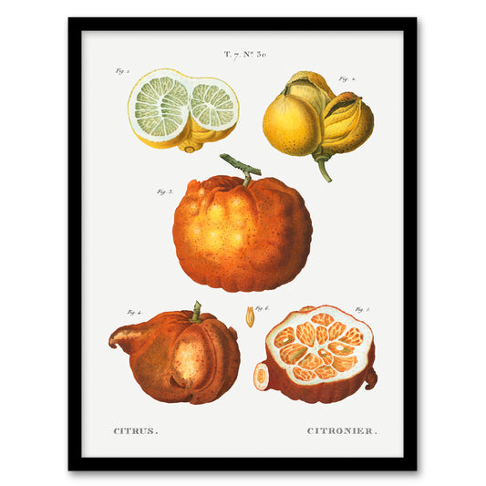 Pierre J Redoute Framed Wall Art Citrus Fruit Vintage Illustration Home Décor