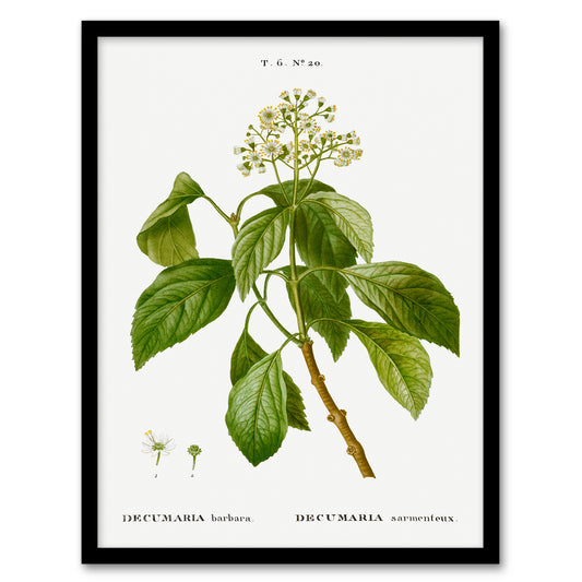 Pierre J Redoute Framed Wall Art Print Climbing Hydrangea Flowers Home Décor