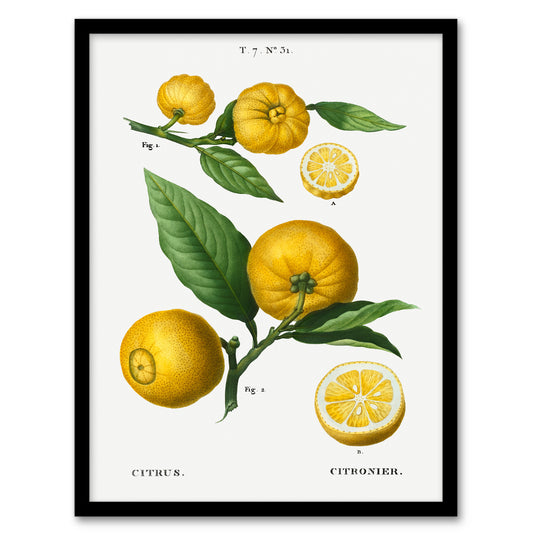 Pierre Joseph Redoute Framed Wall Art Print Clusters of Citrus Fruit Home Décor