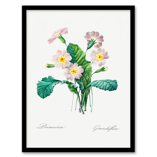 Pierre J Redoute Framed Wall Art Primrose Vintage Floral Illustration Home Décor