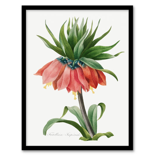 Pierre Joseph Redoute Framed Wall Art Print Crown Imperial Flower Home Décor