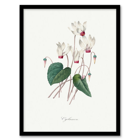 Pierre J Redoute Framed Wall Art Cyclamen Vintage Floral Illustration Home Décor