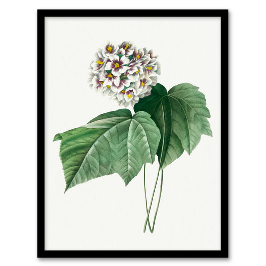 Pierre J Redoute Framed Wall Art Print White Dombeya Amelia Flowers Home Décor