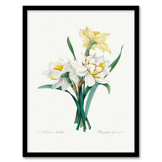 Pierre J Redoute Framed Wall Art Daffodil Vintage Floral Illustration Home Décor