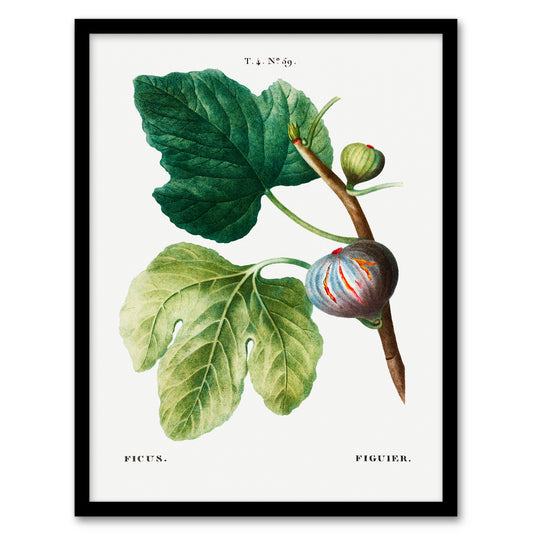 Pierre J Redoute Framed Wall Art Vintage Botanical Ficus Carica Fig Home Décor