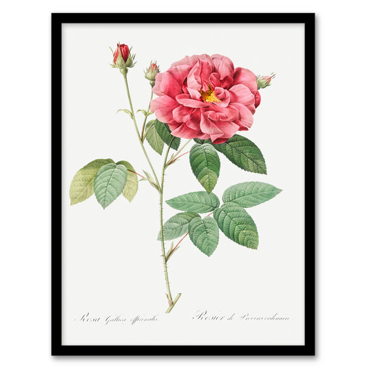 Pierre J Redoute Framed Wall Art Vintage French Rose Illustration Home Décor