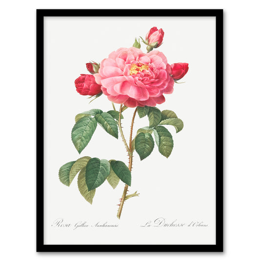 Redoute Framed Wall Art French Rose Vintage Botanical Illustration Home Décor
