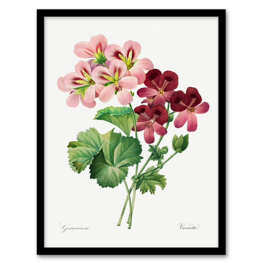 Pierre J Redoute Framed Wall Art Vintage Geranium Flowers Illustration