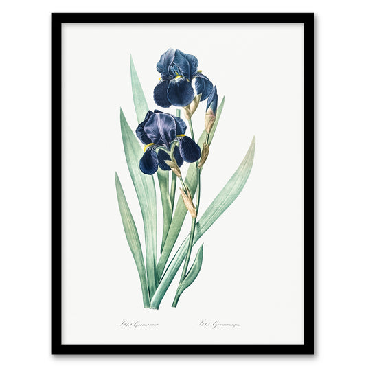 Pierre Joseph Redoute Framed Wall Art Bearded Iris Vintage Botanical Home Décor