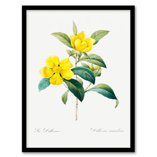Pierre Joseph Redoute Framed Wall Art Golden Guinea Vine Flowers Home Décor