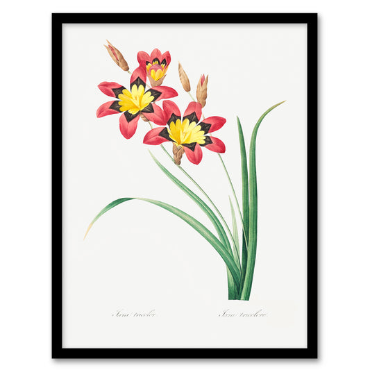 Redoute Framed Wall Art Harlequin Flowers Vintage Floral Illustration Home Décor