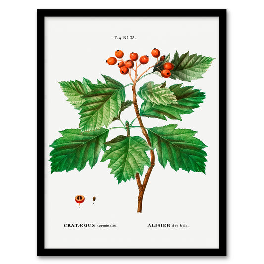 Redoute Framed Wall Art Print Hawthorn Vintage Botanical Illustration Home Décor