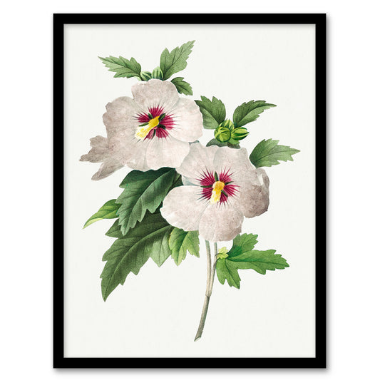 Pierre J Redoute Framed Wall Art Vintage Hibiscus Flower Illustration Home Décor