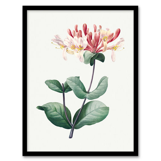 Redoute Framed Wall Art Honeysuckle Vintage Botanical Illustration Home Décor