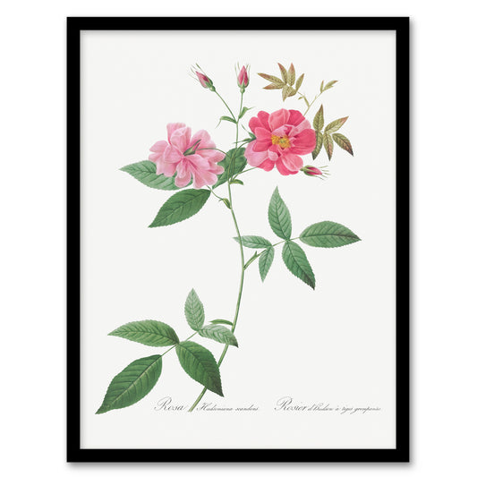 Redoute Framed Wall Art Hudson Rosehip Vintage Botanical Illustration Home Décor