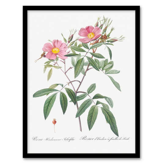 Pierre Joseph Redoute Framed Wall Art Print Hudson Swamp Rose Flowers Home Décor