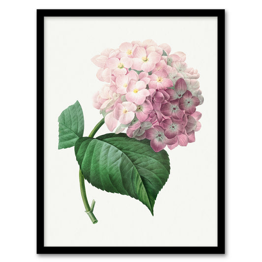 Redoute Framed Wall Art Hydrangea Vintage Botanical Illustration Home Décor