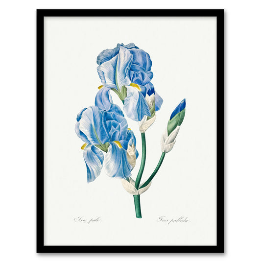 Pierre J Redoute Framed Wall Art Print Iris Pallida Vintage Botanical Home Décor