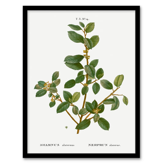 Pierre J Redoute Framed Wall Art Italian Buckthorn Vintage Botanical Home Décor