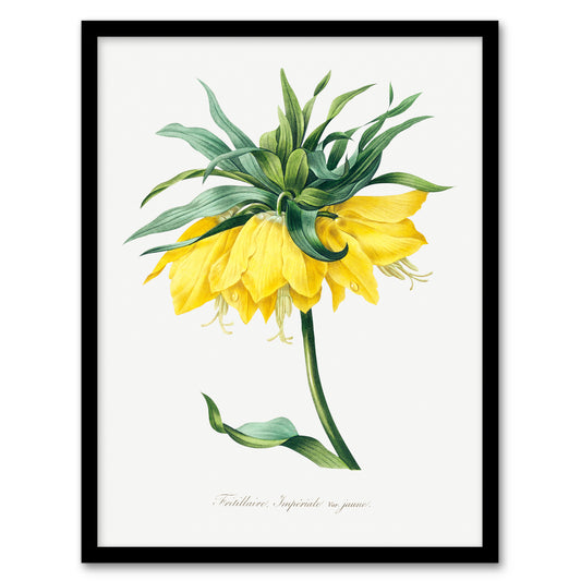 Pierre J Redoute Framed Wall Art Print Yellow Crown Imperial Flower Home Décor