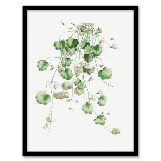Redoute Framed Wall Art Kenilworth Ivy Vintage Botanical Illustration Home Décor