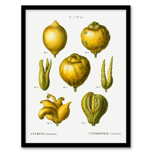 Redoute Framed Wall Art Print Lemon Citrus Fruit Vintage Illustration Home Décor