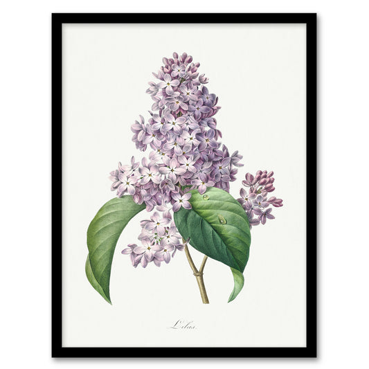 Pierre J Redoute Framed Wall Art Lilac Vintage Floral Illustration Home Décor