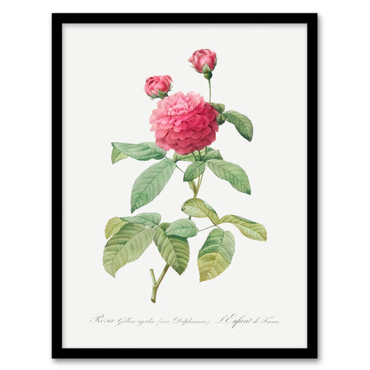 Redoute Framed Wall Art Agatha Rose Vintage Botanical Illustration Home Décor