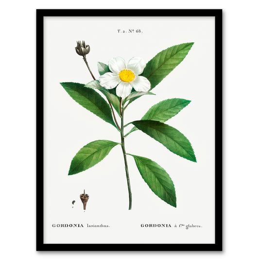 Pierre J Redoute Framed Wall Art Gordonia Tree Loblolly Bay Flowers Home Décor
