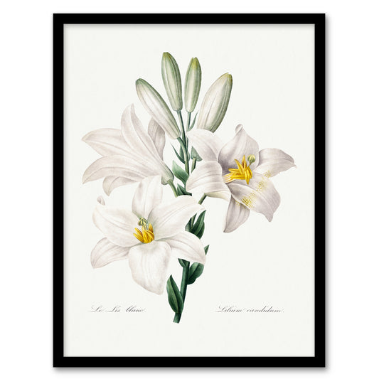 Redoute Framed Wall Art White Lily Vintage Botanical Illustration Home Décor