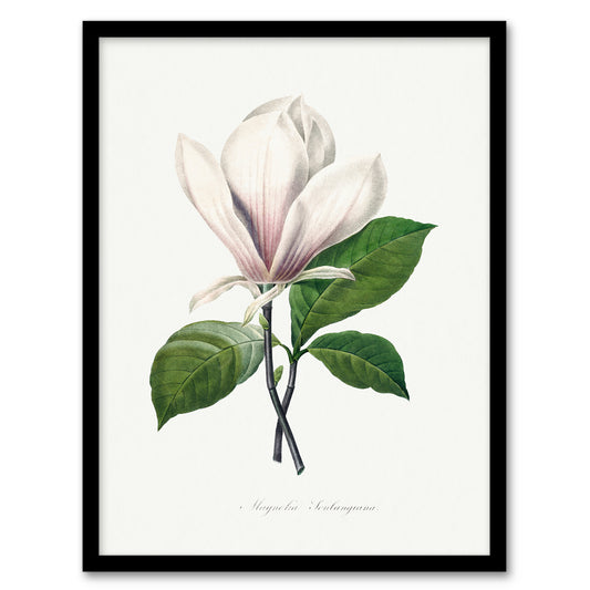 Pierre Joseph Redoute Framed Wall Art Print Saucer Magnolia Flower Home Décor