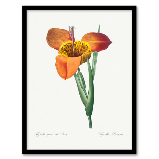 Redoute Framed Wall Art Tiger Flower Vintage Botanical Illustration Home Décor