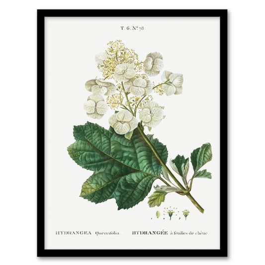 Pierre Joseph Redoute Framed Wall Art Print Oakleaf Hydrangea Flowers Home Décor