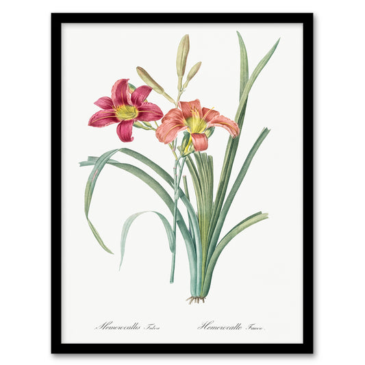 Redoute Framed Wall Art Orange Day Lily Vintage Floral Illustration Home Décor