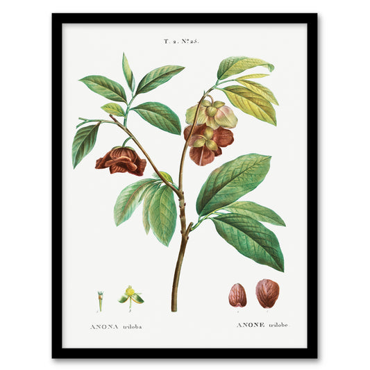Redoute Framed Wall Art Papaw Tree Vintage Botanical Illustration Home Décor