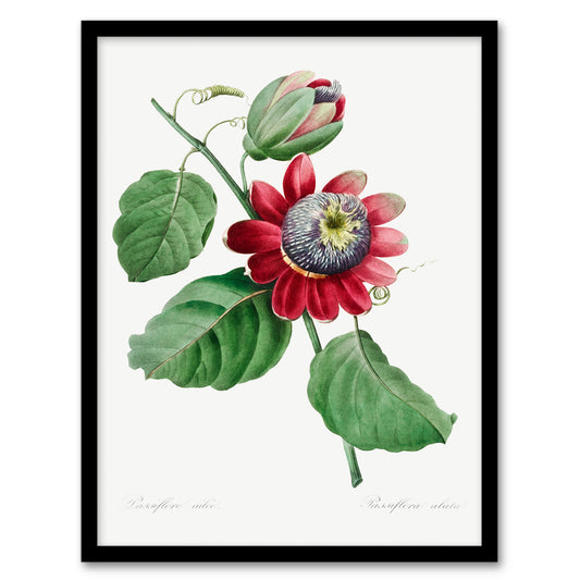 Pierre J Redoute Framed Wall Art Vintage Passion Flower Illustration Home Décor