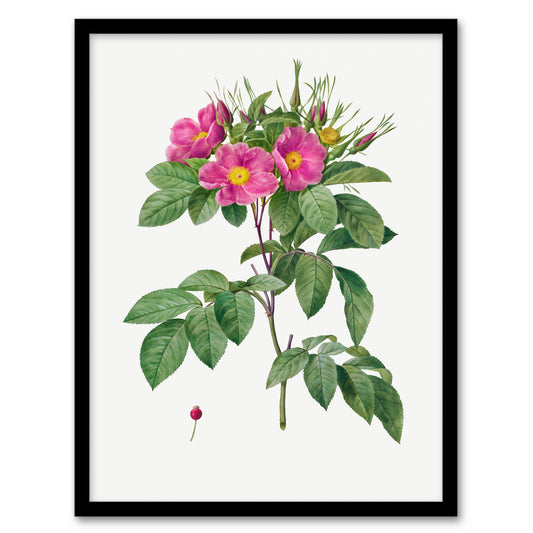 Pierre J Redoute Framed Wall Art Vintage Carolina Rose Illustration Home Décor