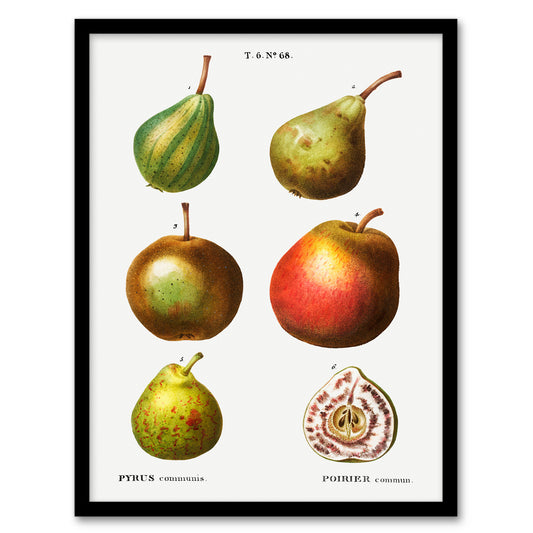Pierre J Redoute Framed Wall Art Pear Varieties Vintage Illustration Home Décor